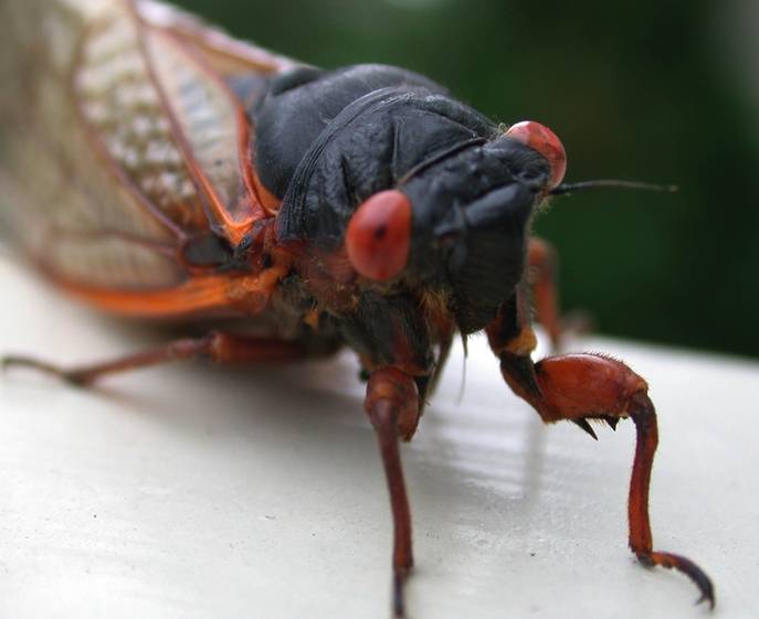 Cicada: It's what's for dinner?