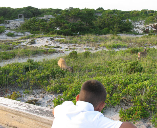 Boy Watching Deer at Sailors Haven