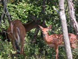 http://www.nps.gov/fiis/planyourvisit/safety-around-wildlife.htm