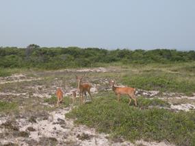 Deer near wilderness