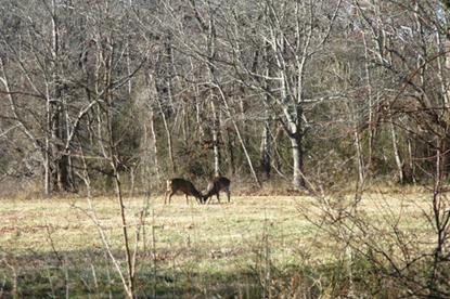 Bucks during rut in William Floyd Estate field.
