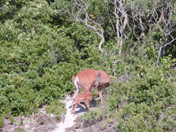 Doe and fawn at edge of maritime forest.