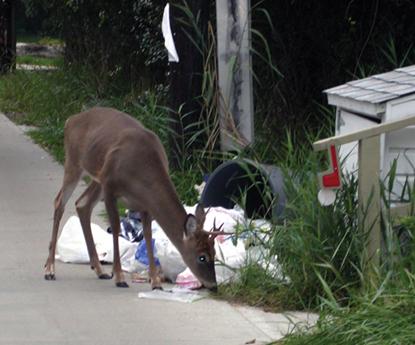 Deer in trash in a Fire Island community.