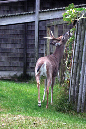 Deer in Garden