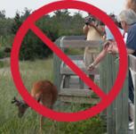 http://www.nps.gov/fiis/planyourvisit/safety-around-wildlife.htm